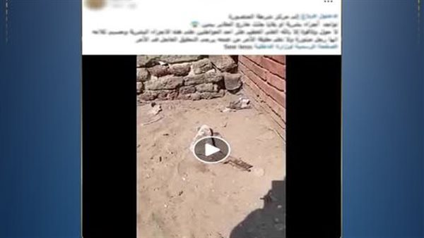 نبشتها الكلاب الضالة.. كشف لغز العثور على قدم بشرية بجوار مقابر المنصورة