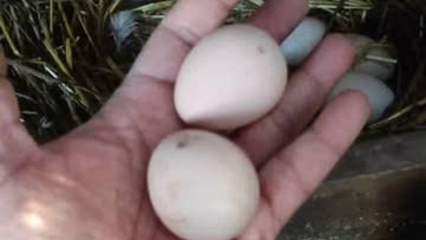 خلص على عمه بسبب بيضة فرخة.. قرار جديد في استئناف مندوب بولاق على السجن المؤبد