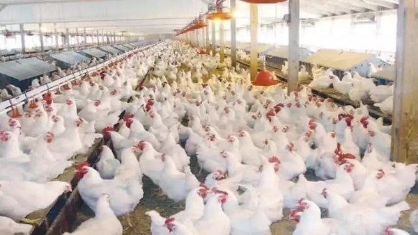  حقيقة حقن الفراخ بالهرمونات.. اتحاد منتجى الدواجن يكشف مفاجأة صادمة 