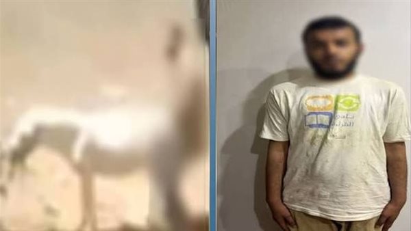 بعد فيديو أثار الجدل.. قرار جديد بشأن المتهم بالتعدي حمارة القليوبية 