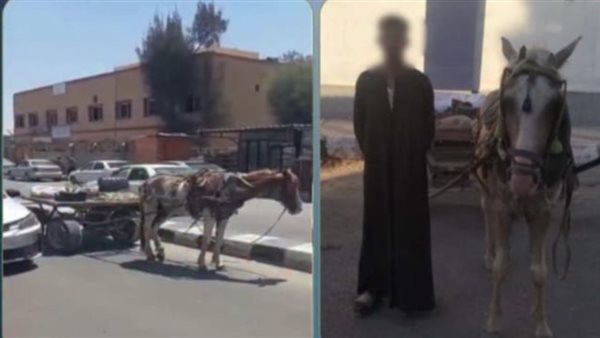 كنت بشتري حاجة.. تفاصيل ضبط عربجي عطل حركة المرور أمام مستشفى بسيناء | فيديو