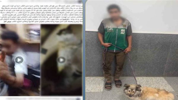 لقطات صادمة.. تفاصيل ضبط المتهم بالتعدي على كلب وتكبيله في القاهرة | فيديو