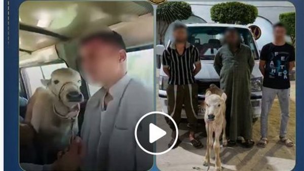 جاموسة في الميكروباص..تفاصيل القبض على المتهمين بتحميل ماشية داخل سيارة أجرة بالبحيرة | فيديو