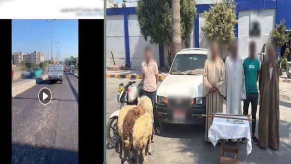 خرفان تعبانة.. تفاصيل كشف لغز المطاردة المثيرة بالإسكندرية | فيديو