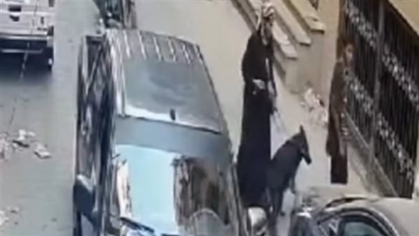 كلب وعصا بيسبول.. لقطات صادمة لاعتداء 