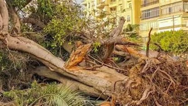  أول بلاغ للنائب العام بشأن قطع الأشجار في شارع جامعة الدول 