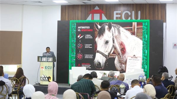 الجامعة المصرية الصينية تطلق المؤتمر الرابع لطب الخيول تحت شعار 