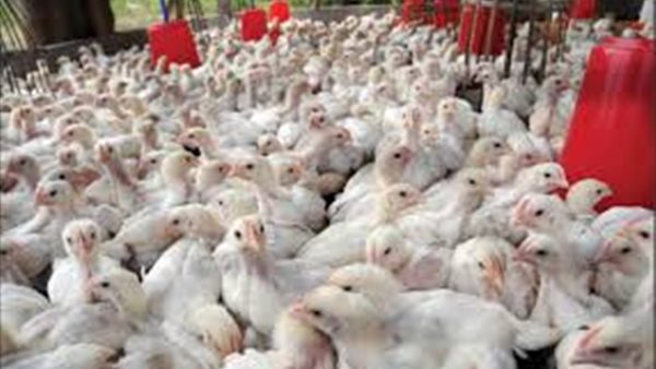 بورصة الدواجن الرئيسية اليوم الاثنين 23 مارس 2020