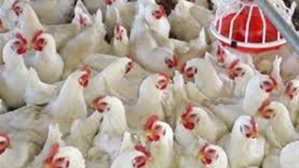 أسعار الدواجن اليوم الأربعاء 25 مارس 2020