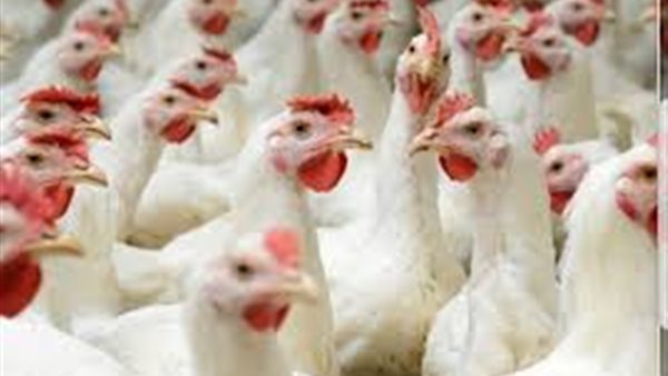 بورصة الدواجن اليوم الجمعة 27 مارس 2020