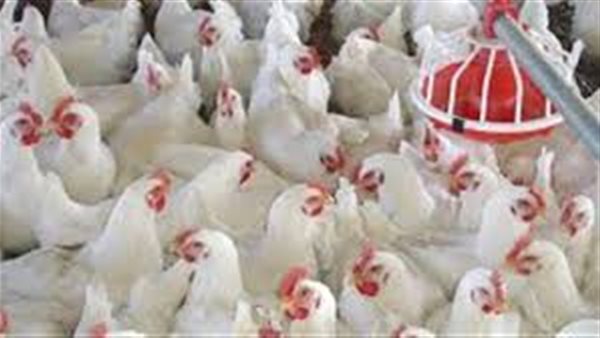 أسعار الدواجن يوم بيوم الأحد 29 مارس 2020