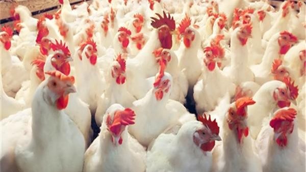 بورصة الدواجن العموميه اليوم الثلاثاء 31 مارس 2020