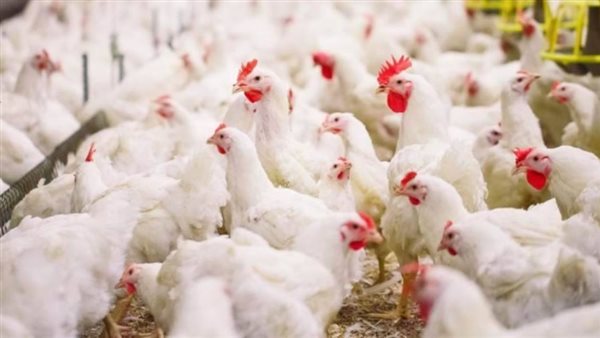 اسعار الدواجن اليوم الاربعاء 1 ابريل 2020