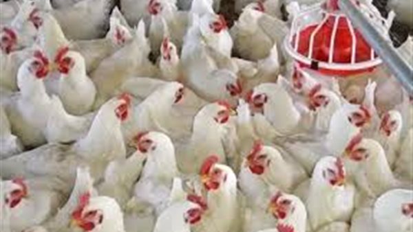 بورصة الدواجن الرئيسيه اليوم السبت 4 ابريل 2020