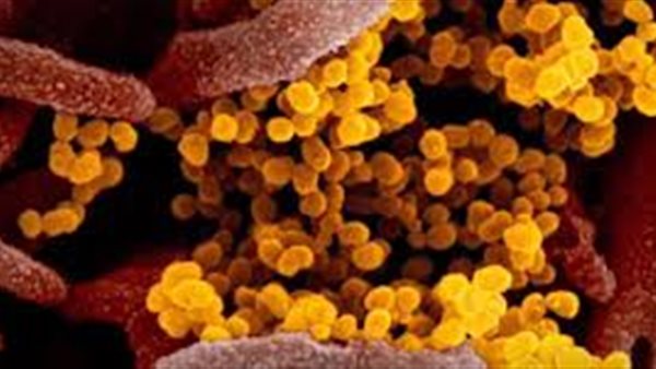 «الجلوس في الشمس .. ودش سخن» .. أخطاء شائعة لا تقي من «كورونا» | فيديو 