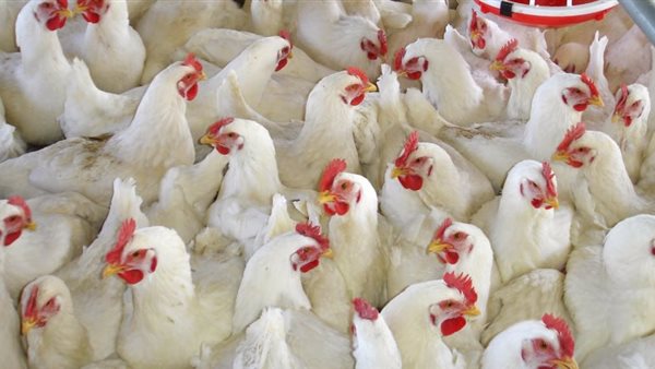 بورصة الدواجن العمومية اليوم الأربعاء 8 ابريل 2020