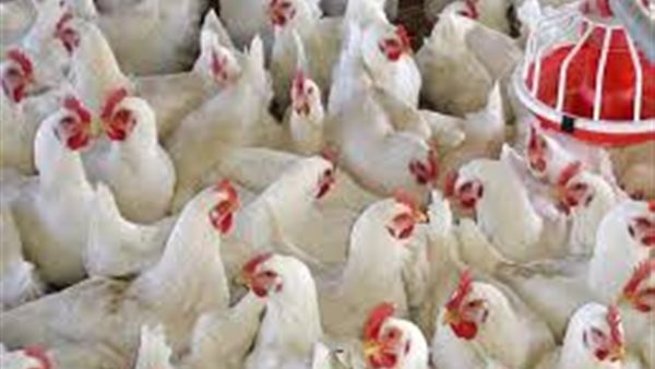 أسعار الدواجن اليوم الخميس 16 ابريل 2020