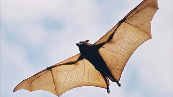 الزراعة تكشف تفاصيل اكتشاف بؤرة خفافيش جديدة في بني سويف | فيديو 