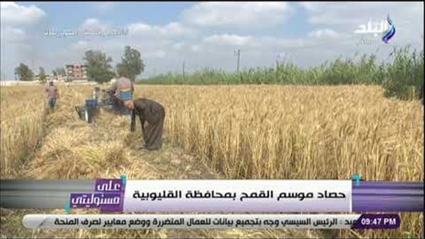 أحمد موسى: إنتاج فدان القمح حاليا 4 أضعاف ما كان عليه | فيديو