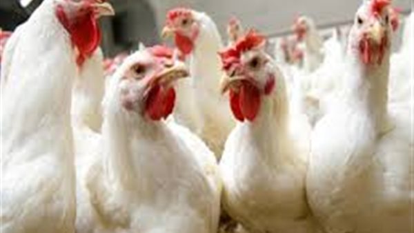 بورصة الدواجن العمومية اليوم الاثنين 13 ابريل 2020