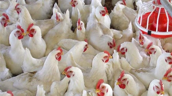 اسعار الدواجن اليوم الأربعاء 29 ابريل 2020