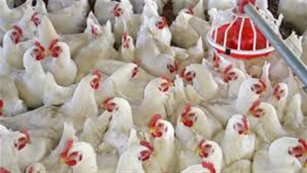 بورصة الدواجن العمومية اليوم الخميس 7 مايو 2020