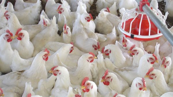 أسعار الدواجن اليوم الثلاثاء 12 مايو 2020 