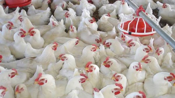 اسعار الدواجن اليوم الجمعة 15 مايو 2020 