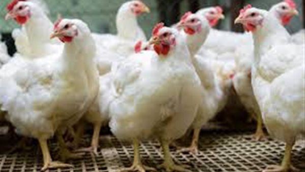 بورصة الدواجن العمومية اليوم الأربعاء 6 مايو 2020