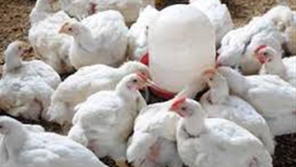 بورصة الدواجن العموميه اليوم الثلاثاء 19 مايو 2020