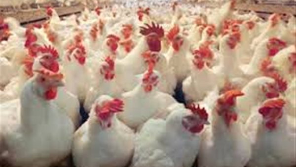 بورصه الدواجن العموميه اليوم الاربعاء 20 مايو 2020