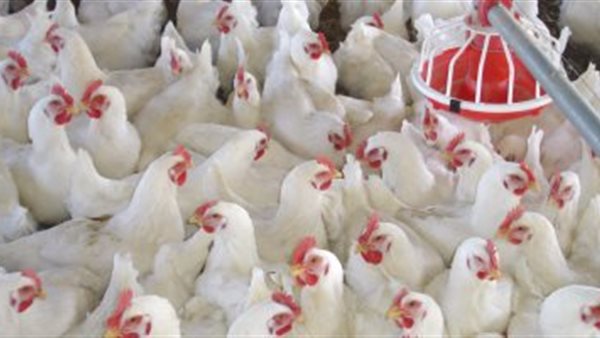 بورصه الدواجن اليوم السبت 23 مايو 2020