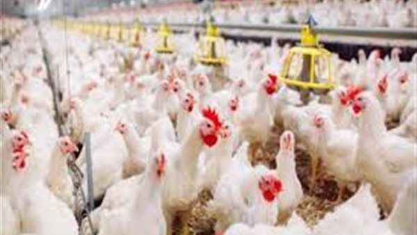 بورصة الدواجن العمومية اليوم الاربعاء 27 مايو 2020