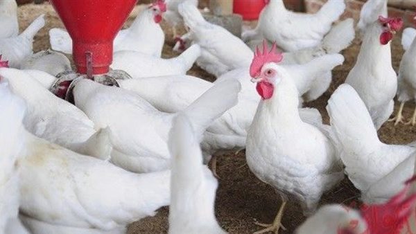 أسعار الدواجن اليوم الأربعاء 3 يونيو 2020