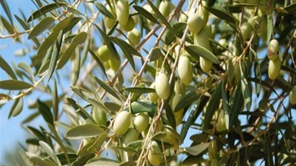 مصر الأولى عالميا فى إنتاج زيتون المائدة | فيديو