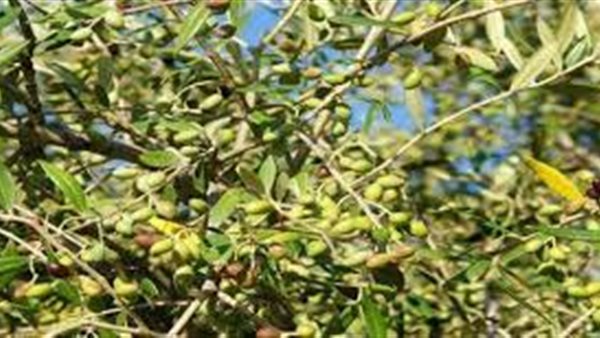 تعرف على الفوائد العظيمة لشجرة الزيتون «المباركة» | فيديو