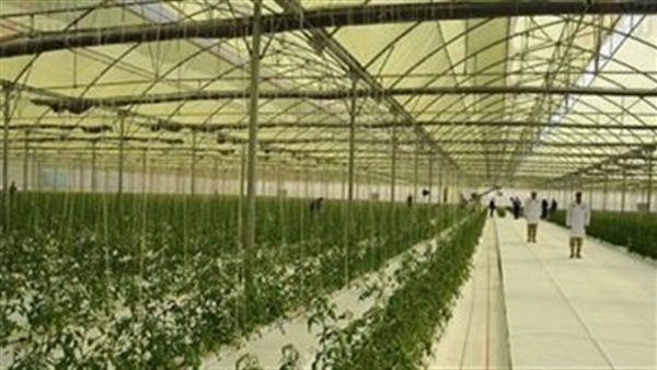 نقيب الزراعيين: الصوب الزراعية بقاعدة محمد نجيب توفر 15 ألف فرصة عمل | فيديو