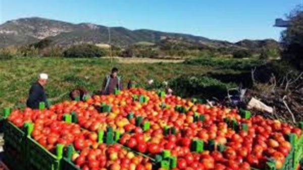 برلماني : مصر تصدر منتجات زراعية  بـ 2.3 مليار دولار لـ 120 دولة |  فيديو