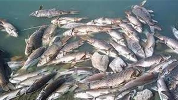 مصر الأولي أفريقيا والتاسعة عالميا في الإستزراع السمكي | فيديو 