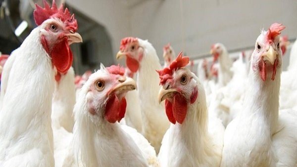 بورصة الدواجن العمومية اليوم السبت 4 يوليو 2020