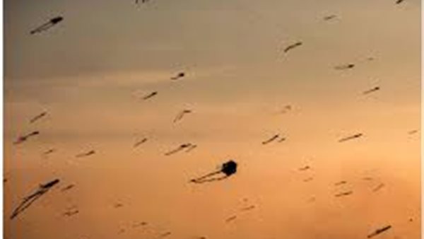 الكهرباء تصدر تحذيرا خطيرا من الطائرات الورقية | فيديو