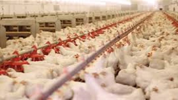 بورصه الدواجن العموميه اليوم الجمعة 10 يوليو 2020  