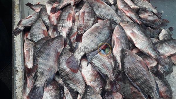 أسعار الاسماك اليوم الاحد 12 يوليو 2020