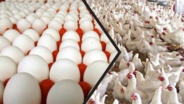 بورصه الدواجن العموميه اليوم الاثنين 13 يوليو 2020