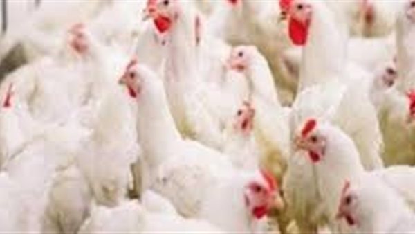 أسعار الدواجن يوم بيوم | بورصة الدواجن العمومية اليوم الثلاثاء 14 يوليو 2020