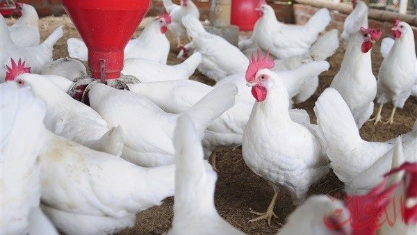 بورصة الدواجن العموميه اليوم الاربعاء 15 يوليو 2020