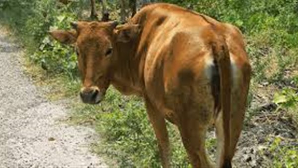 الطب البيطري: مشروع «البتلو» يخفض أسعار اللحوم | فيديو