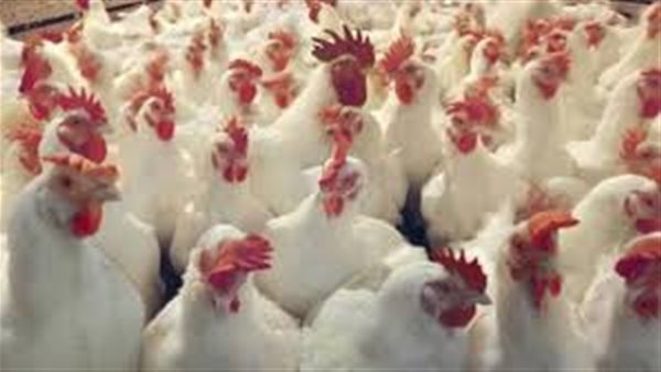 بورصة الدواجن اليوم السبت 18 يوليو 2020