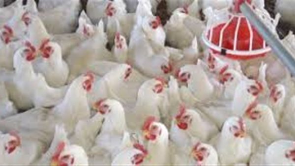 بورصة الدواجن الرئيسية اليوم الخميس 23 يوليو 2020