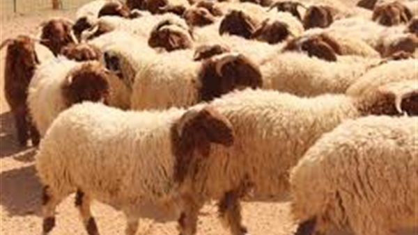 شروط الأضحية الصحيحة | فيديو